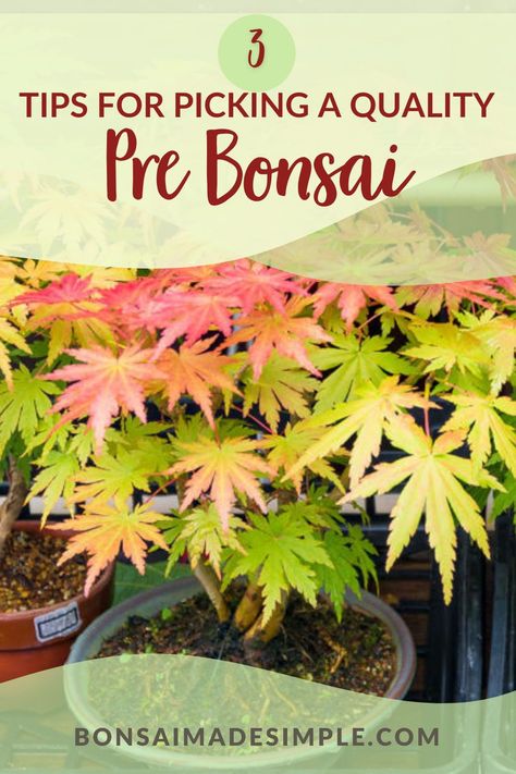 Pre bonsai are plants that have received some limited bonsai training, making them excellent beginner bonsai trees. Check out Bonsai Made Simple’s guide explaining the advantages that pre bonsai offer and what characteristics to look for when choosing a pre bonsai tree. | #bonsaimadesimple #beginnerbonsaitree #bonsaiforbeginners #howtobonsai #bonsai Bonsai Tips, Beginner Bonsai, Bonsai For Beginners, Bonsai Kit, Flowering Bonsai Tree, Tree Types, Bonsai Making, Bonsai Pruning, Maple Bonsai