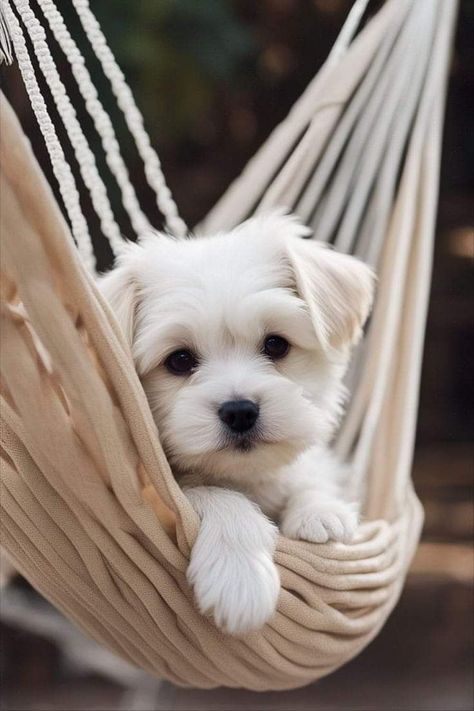 Puppy Care Tips, Maltese Terrier, Activities Outdoor, Cute Small Dogs, Dog Haircuts, Havanese Dogs, Maltese Dog, Bonding Activities, Cute Animals Puppies