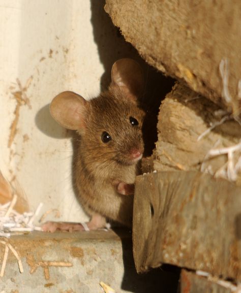 https://flic.kr/p/9wXiLy | House mouse by Amy Lewis| Raider of the chicken pen... (Mus musculus) Soft Sculpture, Hamsters, Wild Life, Pet Mice, House Mouse, Little Critter, Cute Mouse, Cute Creatures, Rodents