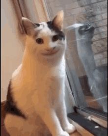 Cat GIFs | Tenor Chaotic Cats, Smile Meme, Funny Reactions, Random Animals, Meme Gifs, Pop Cat, Cat Biting, Creepy Cat, Smiling Cat