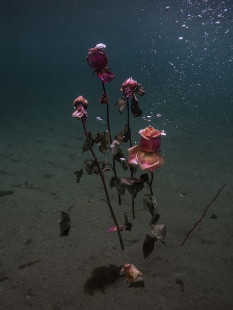 Flowers floating in the ocean #underwaterphotography Nature, Ocean Portrait Photography, Flowers Floating In Water, Flowers Underwater, Floating In The Ocean, Flowers In Water, Underwater Flowers, Ocean Flowers, Persona 2