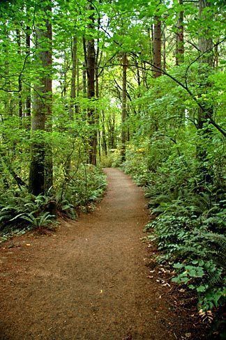 Tryon Creek State Park Trail | One of my favorite places to be when I was growing up. Nature, Oregon Travel, Washington Waterfalls, Visit Oregon, Landscape Tattoo, Places To Be, Park Trails, Forest Path, State Of Oregon