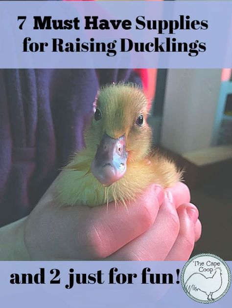 Ancona Ducks, Raising Turkeys, Backyard Ducks, Duck Coop, Raising Ducks, Pet Ducks, Duck House, Backyard Poultry, Kiddie Pool