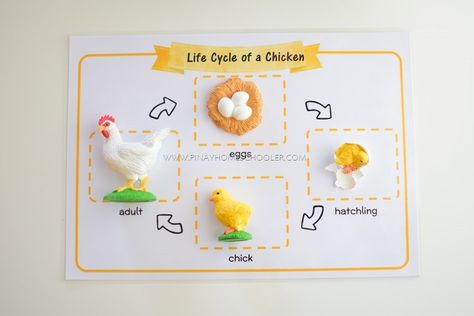 Chicken Life Cycle Craft, Chicken Life Cycle Activities, Animal Paper Craft, Life Cycle Of A Chicken, Life Cycles Preschool, Paper Craft Ideas For Kids, Human Life Cycle, Chicken Life Cycle, Montessori Activities Preschool