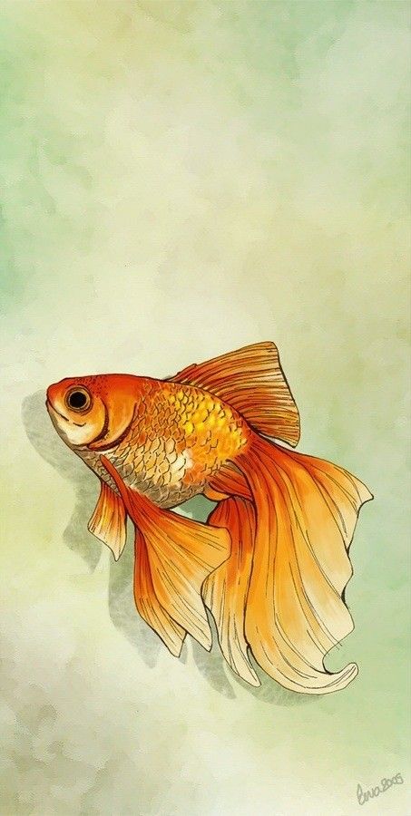 Peces Cute Gold Fish Drawing, Fish Drawing Reference, Goldfish Sketch, Gold Fish Drawing, Beta Fish Drawing, Gold Fish Art, Goldfish Drawing, Gold Fish Painting, Goldfish Tattoo