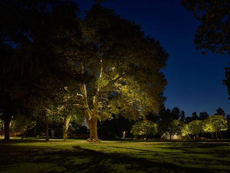 The paths to enlightenment: lighting design for landscape architecture Interactive Artwork, Outdoor Tree Lighting, Park Lighting, Interactive Lighting, Blitz Design, Landscape Lighting Design, Outdoor Trees, Outdoor Landscape Lighting, Tree Canopy