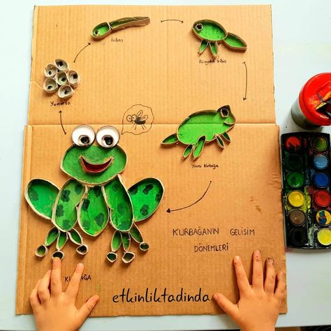 Frog craft and activities for homeschool-frogs for kids Frogs For Kids, Learning Colors Activities, 1st Grade Crafts, Frog Activities, School Science Projects, Biology Projects, Craft Work For Kids, Science Experiments For Preschoolers, Frog Theme