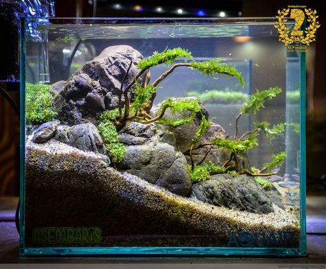 Beta Tank, Aquascaping Ideas, Tanaman Air, Mountain Rock, Cool Fish Tanks, Diy Fish Tank, Fish Tank Design, Animal Aesthetic, Aquascape Design