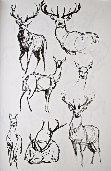 Deer Artwork, Deer Drawing, Animal Drawings Sketches, Sketchbook Tour, Animal Drawing, Arte Sketchbook, Animal Sketches, 판타지 아트, Sketchbook Art