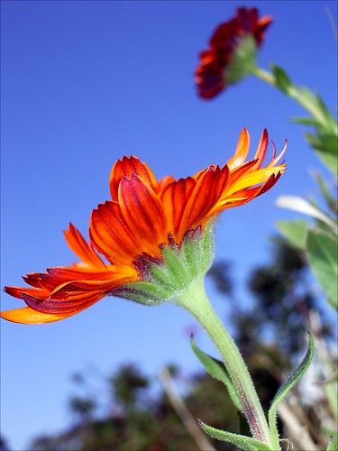 Flower Drawing Reference Photo, Flowers From Different Angles, Side View Photography, Flower Side View, Random Painting, Side View Drawing, Low Angle Shot, Tattoo Reference, Reference Pics