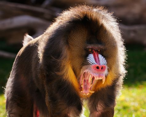 Nature, Mandrill Art, Gruul Clans, Ape Anatomy, Mandrill Baboon, Mandrill Monkey, Monkey See Monkey Do, Wild Animals Photography, Mandrill