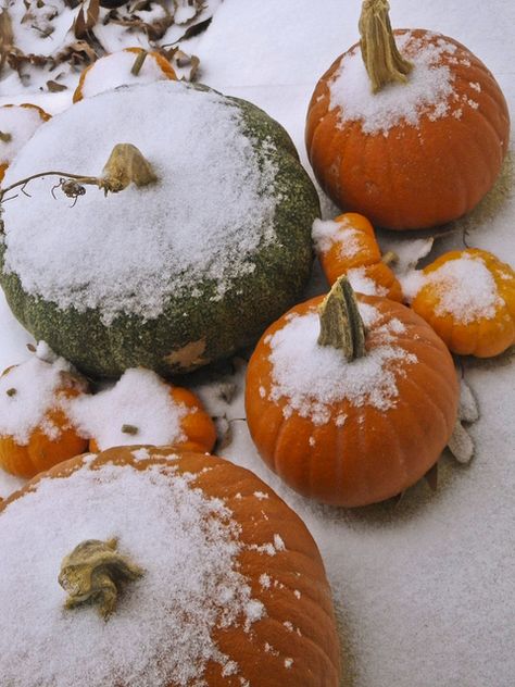 Frost on the Pumpkins....Winter is on its way! Not unusual to look out the window on Columbus day and see a sprinkling on the ground and the top of Mt. Washington covered for the first time Fall Garden Ideas, Tis Autumn, October Country, Fall Stuff, Fall Garden, Autumn Scenes, Fabulous Fall, Autumn Beauty, Winter Wonder