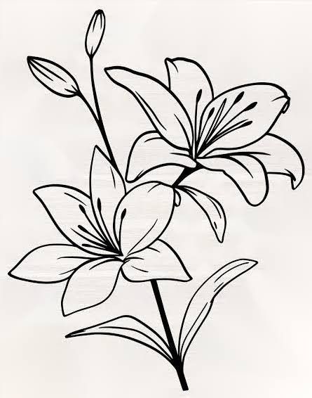 Lilly Flower Drawing, Lily Line Art, Lilies Drawing, Lily Flower Tattoos, Lilly Flower, Flower Drawing Tutorials, Flower Graphic Design, Flower Drawing Design, Png Floral