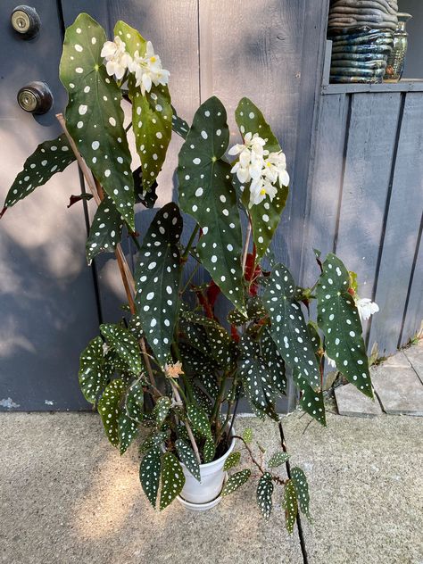 Plant Leaves Turning Brown, Begonia Maculata, Tropical Flower Plants, Inside Plants, Indoor Plant Care, Plant Stand Indoor, House Plant Care, Deco Floral, House Plants Indoor