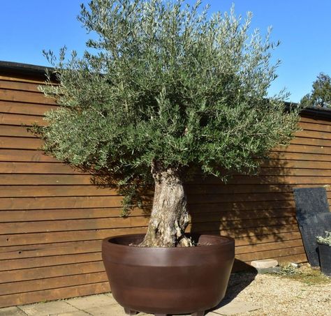 Growing Olive Trees in Containers or Pots | Olive Grove Oundle Olive Tree In Pots Outdoor, Indoor Olive Trees In Pots, Olive Tree Pot, Olive Trees In Pots, How To Grow Olives, Olive Tree In Pot, Large Terracotta Planters, Olive Trees Landscape, Trees In Containers