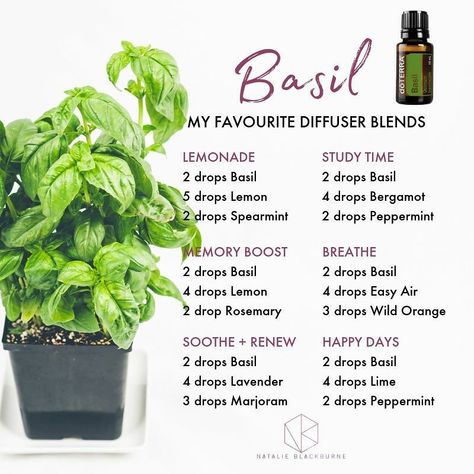 Natalie Blackburne on Instagram: “I actually don't mind the smell of Basil in the diffuser! However, personally I think the key is sticking to two drops! Anything more and…” Doterra Diffuser Blends, Basil Essential Oil, Aromatherapy Recipes, Essential Oil Diffuser Blends Recipes, Essential Oils Guide, Essential Oil Diffuser Recipes, Oil Diffuser Recipes, Aroma Therapy, Essential Oil Blends Recipes