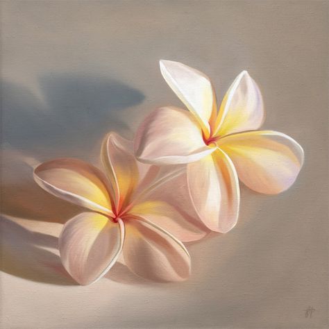 Pair of Plumerias | 12" x 12" Oil Painting on Canvas View available original paintings & prints in my shop at (laurenpretorius.com) or tap the link in my bio 🎨✨ #art #painting #oilpainting #stilllife #artist #realism #flowers #plumeria Flower Oil Painting, Neutral Background, Floral Oil Paintings, Floral Oil, Tropical Flower, Golden Light, Oil Painting Flowers, Linen Canvas, Flower Oil