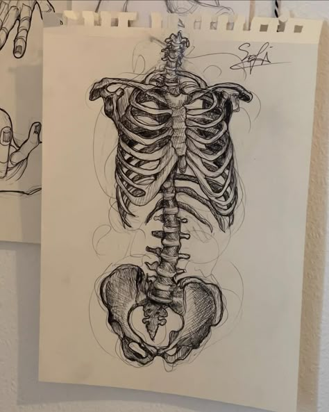 #art #skeleton #anatomy #drawing #artist Skeleton Anatomy Drawing, Spine Drawing, Nature Anatomy, Sketch Anatomy, Space Ocean, Art Skeleton, Body Shape Sketch, Skeleton Anatomy, Skeleton Drawings