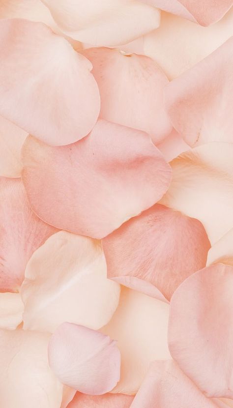 Light Pink Flower Background, Light Peach Aesthetic Wallpaper, Peach Flower Wallpaper, Peach Background Aesthetic, Peach Pink Aesthetic, Roses Iphone Wallpaper, Body Layout, Petals Wallpaper, Aesthetic Peach