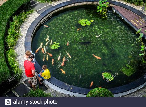 Download this stock image: a family stands around a round koi fish pond with many koi carp fish in it - 2AC56KE from Alamy's library of millions of high resolution stock photos, illustrations and vectors. House Pools, Koi Carp Fish, Carp Fish, Build House, Koi Fish Pond, Koi Carp, Fish Pond, Koi Pond, Carp Fishing