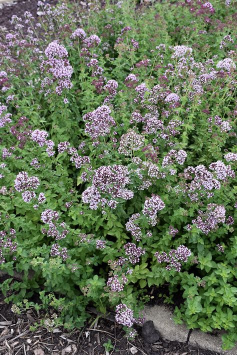 Oregano Flowers, Growing Tomatoes In Pots, Growing Oregano, Tomatoes In Pots, Oregano Plant, Chives Plant, Origanum Vulgare, Australian Garden Design, Growing Raspberries