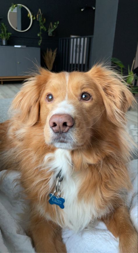 Duck Toller Retriever, Small Golden Retriever, Duck Retriever, Toller Dog, Best Friend For Life, Orange Dog, Nova Scotia Duck Tolling Retriever, Very Cute Puppies, Dream Dog