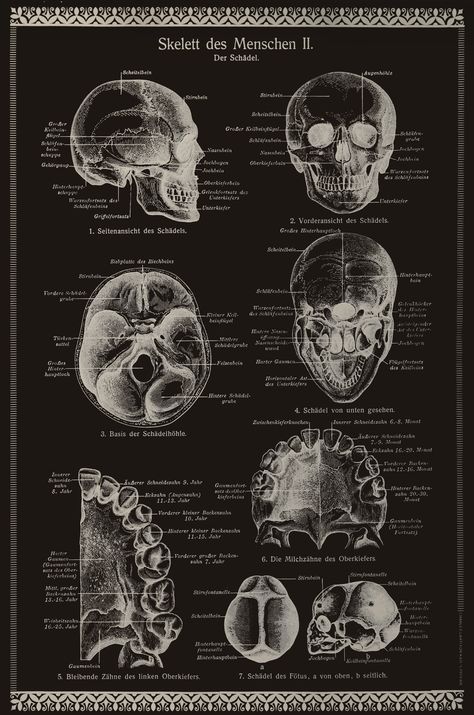 Silver Skulls! What's not to love? Happy Halloween from Charles Lahti Studio. #lahtipopup Biotechnology Art, Medical Drawings, Medicine Notes, Basic Anatomy And Physiology, Med School Motivation, Medical Wallpaper, Medical School Motivation, Medical School Inspiration, Biology Notes