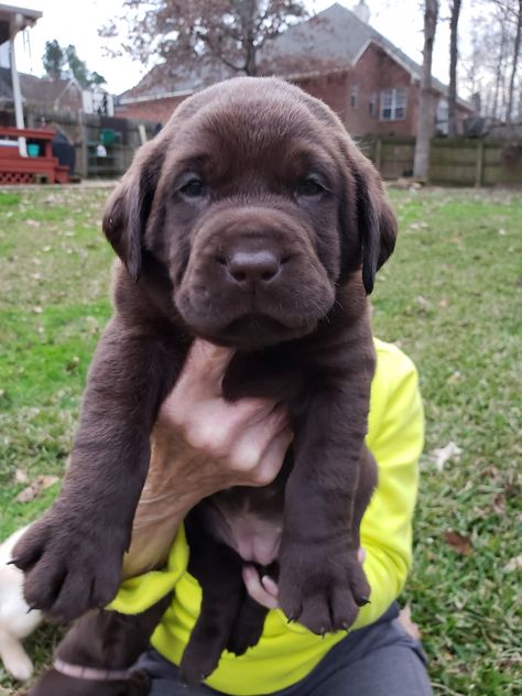 Labrador Puppies For Sale, Big Dogs Breeds, Biggest Dog In The World, Funny Dog Signs, English Labrador, Biggest Dog, Chocolate Lab Puppies, Cute Fluffy Dogs, Chocolate Labs