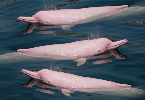 These Animals Are the Stuff of Nightmares but They Can Actually Be Found All Around Us | ScientistPlus Pink River Dolphin, Golden Zebra, Pink River, Mantis Shrimp, River Dolphin, Pink Dolphin, Shark Swimming, Amazon River, Aquatic Animals