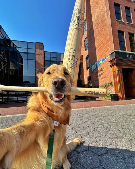 Some selfies from a quick weekend in Louisville ⚾️🥃🍗 Keep your eye out for our next post about where we stayed and some of the fun things we did while in the city! #dogselfie #goldenretriever #louisville #dogfriendlylouisville #dogfriendlytravel #funnydog Dream Puppy, Discord Profile, What A Beautiful World, Dog Pics, Dog Selfie, Silly Dogs, Cute Funny Animals, Dog Pictures, Fun Things