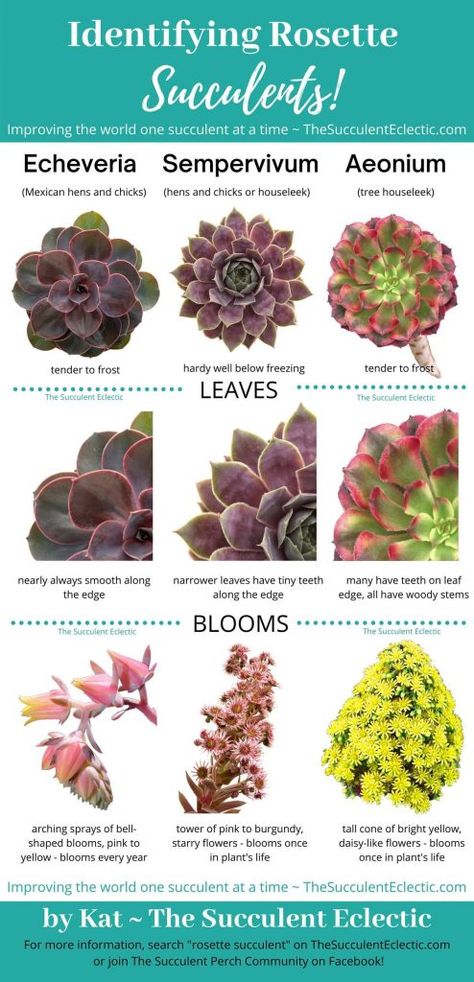 Rosette Succulent Types ~ Identification & [Infographic] | The Succulent Eclectic Succulent Names, Types Of Succulents Plants, Succulent Garden Indoor, Baby Succulents, Succulent Garden Design, Succulent Bouquet, Types Of Succulents, Plant Projects, Flower Business