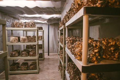 Mushroom Farming, Mushroom Farm, Mushroom Compost, Growing Mushrooms At Home, Mushroom Growing, Mushroom Cultivation, Garden Mushrooms, Farm Business, Oyster Mushrooms