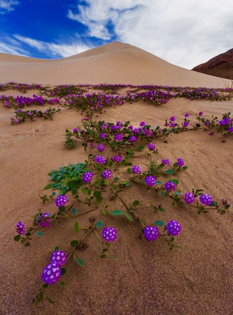 Dessert Garden, Flower Oasis, Good Morning Beautiful Flowers, Outdoor Pictures, Desert Flowers, Garden Bulbs, Amazing Nature Photography, Flower Background Wallpaper, Fields Photography