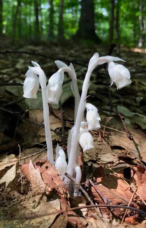 Monotropa Uniflora, Ghost Flower, Calming Pictures, Ghost Plant, Gothic Garden, Plant Fungus, Alpine Plants, Waves Tattoo, Botanical Drawings