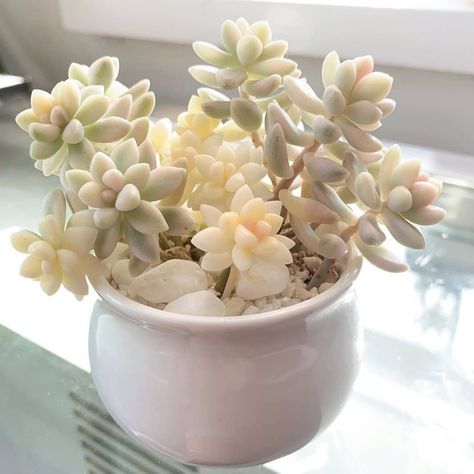 🌵Graptopetalum Mirinae Variegated😘😍😇 📷 by @gaymessucculents Pastel Succulents, Roses Garden Care, Echeveria Care, Colorful Succulents, Pink Plant, Succulent Gardening, Succulent Care, Succulents Indoor, House Plants Decor