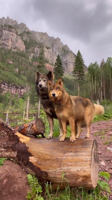 Animals Amazing, Majestic Animals, Wolf Dog, Cute Funny Dogs, Cute Wild Animals, Cute Animal Videos, Cute Cats And Dogs, Wild Life, Dog Gifs