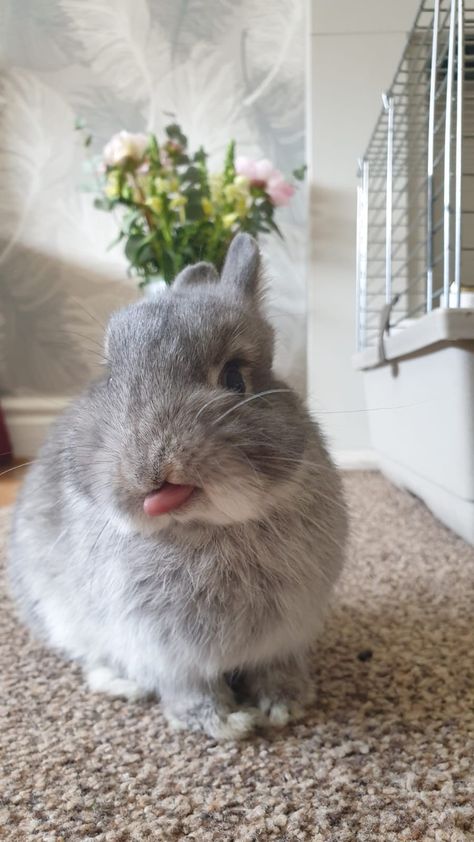 Blossom our grey netherland dwarf bunny with her tongue out 🤗 Bunny Tongue Out, Mini Lop Bunnies, Mini Lop Rabbit, Lop Bunnies, Holland Lop Bunnies, Lop Eared Bunny, Rabbits For Sale, Animals Memes, Grey Rabbit