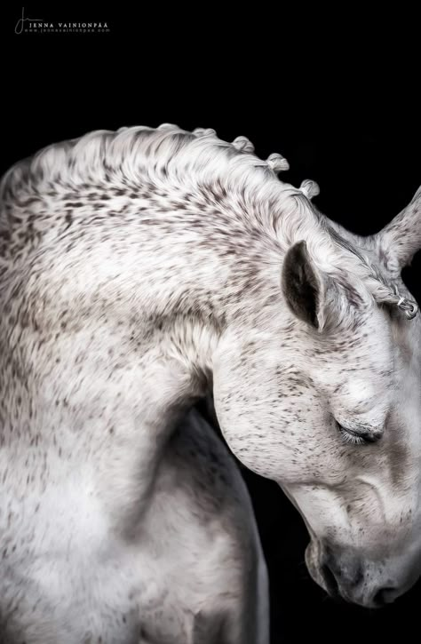 Dramatic Horse Photography, Horse Snow, Horse Projects, Sculpture Reference, Grulla Horse, Lusitano Horse, King Horse, Beautiful Horses Photography, Horse Photographer