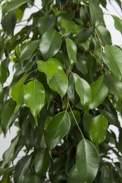 How the ficus became the ‘It’ plant of the gardening world (again) - Los Angeles Times Weeping Fig Tree, Compound Design, Fig Varieties, Weeping Fig, Ficus Benjamina, Ficus Tree, Ficus Elastica, Plants Indoor, Fiddle Leaf