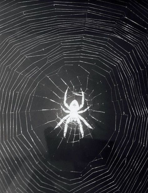 Aesthetic Spider, Spider Aesthetic, Spider Art, Gothic Aesthetic, Arte Inspo, Great Power, Aesthetic Gif, Spider Verse, White Aesthetic