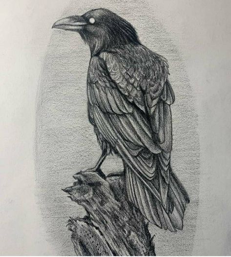 Raven Pencil Sketch, Raven Pencil Drawing, Crow Ink Drawing, Odin's Ravens Tattoo, Rabe Tattoo, Crows Drawing, Odin's Ravens, Graphite Art, Art Zine