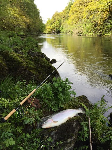 "6lb Escapee rainbow trout caught on River Awe" - Entry by Tom Howard-Vyse Trout Aesthetic, River Fishing Aesthetic, Rainbow Trout Photography, Trout Fishing Aesthetic, Steelhead Trout, Trout Population, Rainbow Trout Fishing, Trout Jumping Out Of Water, Fishing Photography