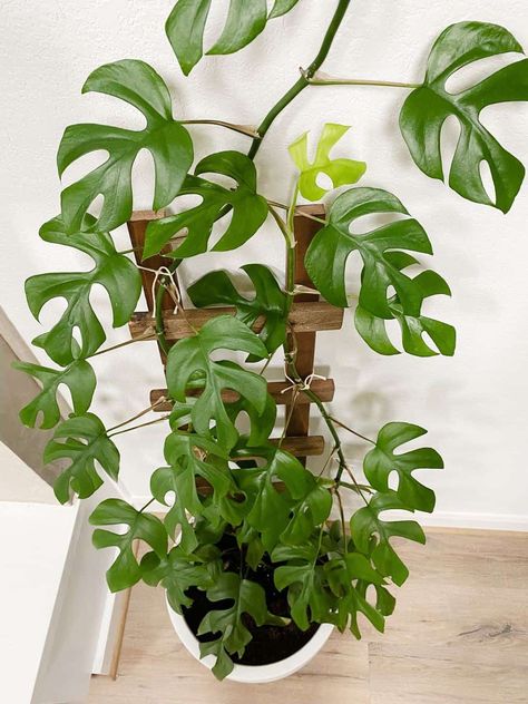 Rhaphidophora Tetrasperma Plant Care – Love & Renovations Monstera Ginny, Mini Monstera, Rhaphidophora Tetrasperma, Plant Care, Green