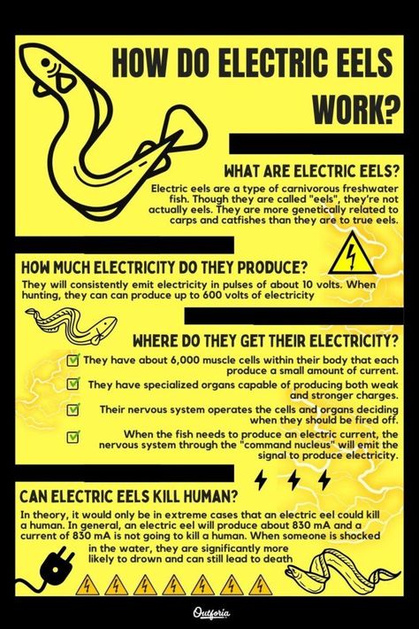 Electric eels are large fish that can produce up to 600 volts of electricity. They will consistently emit electricity even when they're not hunting. So how can they do that? Check out Outforia's latest article to know more about how electric eels work and if they can shock you. Pressure Oc, Sea Snakes, Electric Eel, Sea Snake, Muscle Contraction, Electric Fence, Wings Of Fire, Freshwater Fish, Ocean Animals