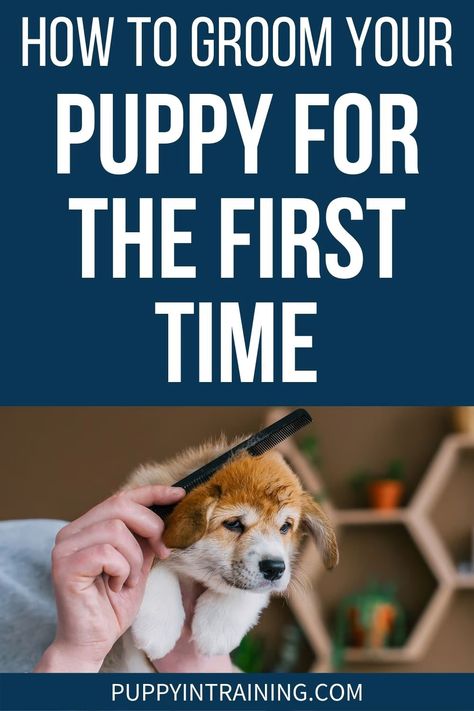 How To Groom Your Puppy For The First Time - puppy getting his fur brushed - So how do you get ready to groom your puppy for the first time? When I get a new puppy, I do all I can to make the grooming process a positive one. Havapoo Puppies, Dog Grooming Diy, Dog Skin Allergies, Puppy Things, Puppy Tips, Puppy Socialization, Puppies Tips, Medication For Dogs, Puppy Grooming