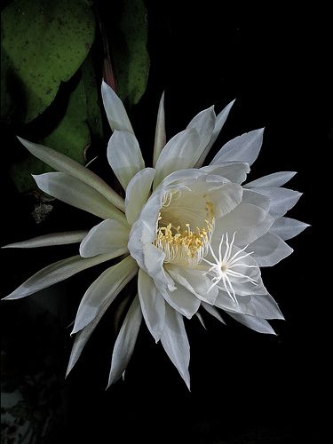 Queen of the Night, Epiphyllum oxypetalum, a species of cactus and one of the most cultivated species in the genus. E. oxypetalum blooms rarely and only at night, and its flowers wilt before dawn. Queen Of The Night Flower, Epiphyllum Oxypetalum, Night Blooming Flowers, Orchid Cactus, Queen Of The Night, Blooming Cactus, Night Flowers, Moon Garden, Beautiful Plants