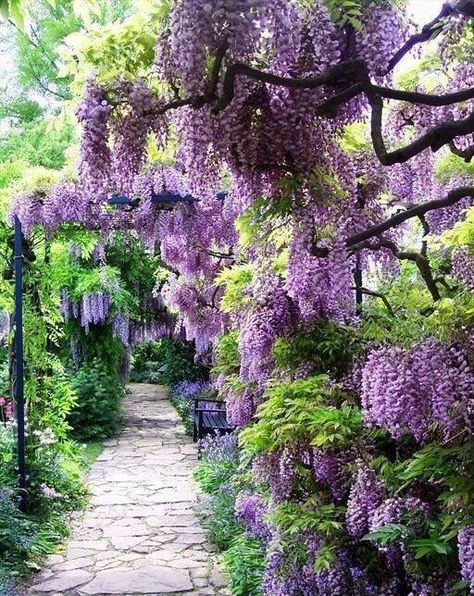 Dreamy Trees And Flowers, Stone Path, Secret Gardens, Have Inspiration, The Secret Garden, Garden Pathway, Enchanted Garden, Gorgeous Gardens, Garden Paths