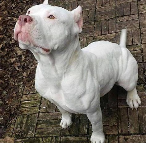 White Pitbull, Pitbull Dog Breed, Bully Dogs, Bully Breeds Dogs, Pitt Bull, Pitbull Puppy, Bully Dog, American Pit Bull Terrier, Pitbull Lover