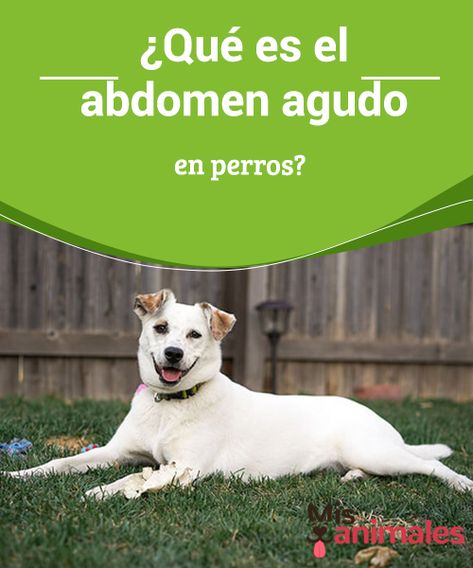 ¿Qué es el #abdomen agudo en perros?  El abdomen agudo en perros suele provocar mucho dolor y, normalmente, está asociado a #enfermedades como la #peritonitis canina. El #diagnóstico temprano es determinante para aplicar el #tratamiento eficaz e inmediato que el cuadro requiere. Labrador Retriever, Labrador, Dog Cat, Best Friends, Horses, Dogs, Animals