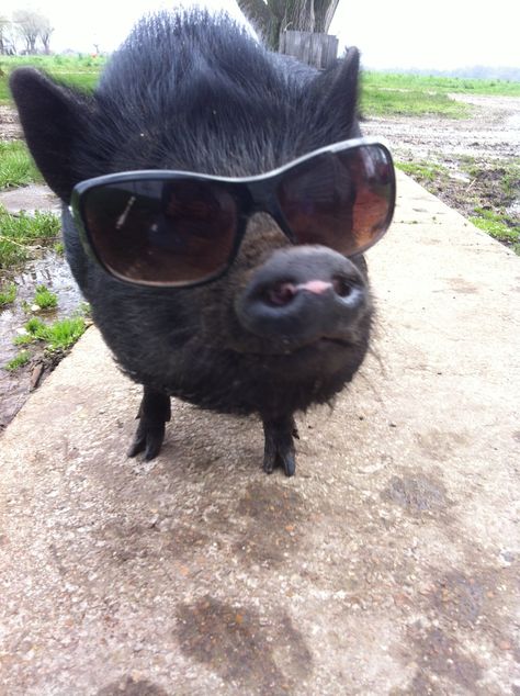 Pot belly pig in sunglasses Teacup Pigs, Pot Belly Pig, Pig Pics, Pig Gif, Micro Pigs, Happy Pig, Pig House, Pot Belly Pigs, Pot Belly